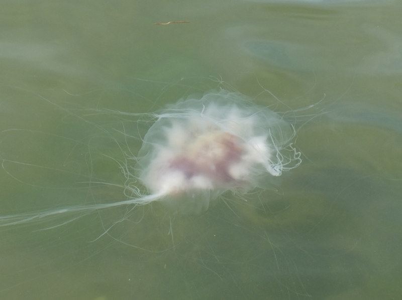 Jellyfish with some red on its body