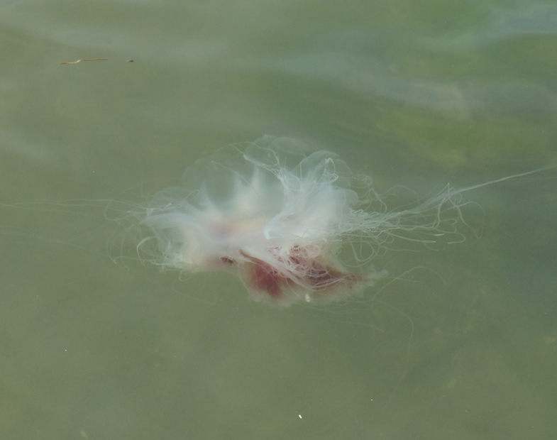 Another jellyfish with some red on its body