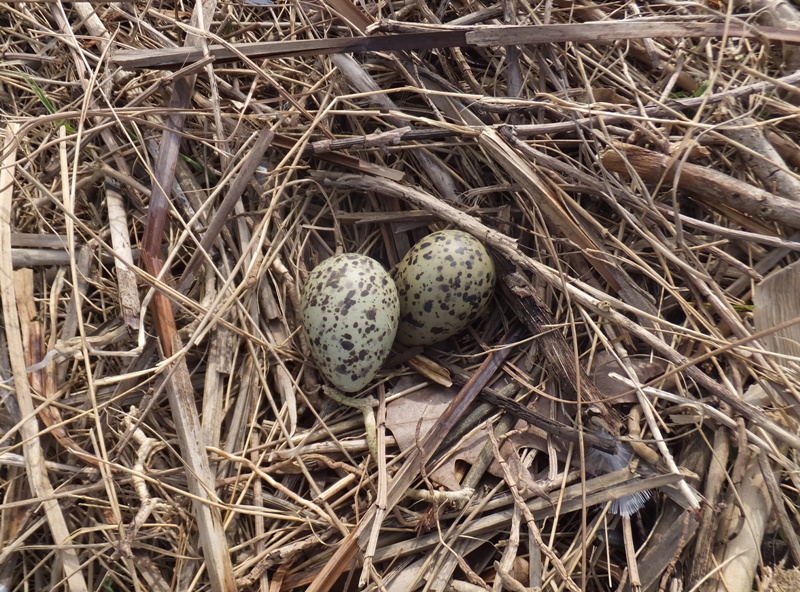 Two spotted eggs in nest laid by a killdeer