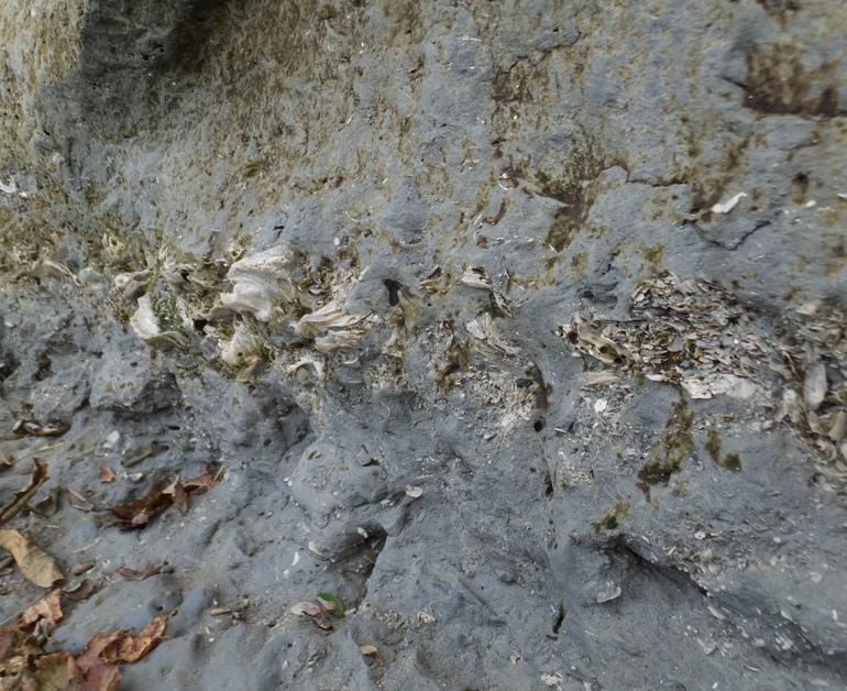 Layer of shells embedded in cliff
