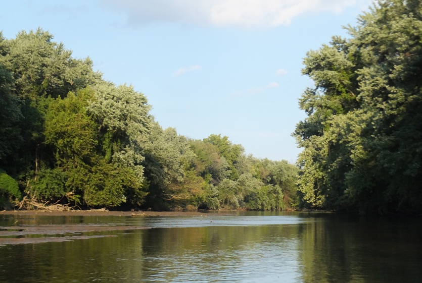 Wooded view of the Little Patapsco River