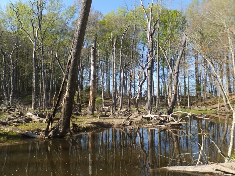 Trees along narrow waterway