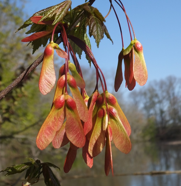 Maple seeds on tree