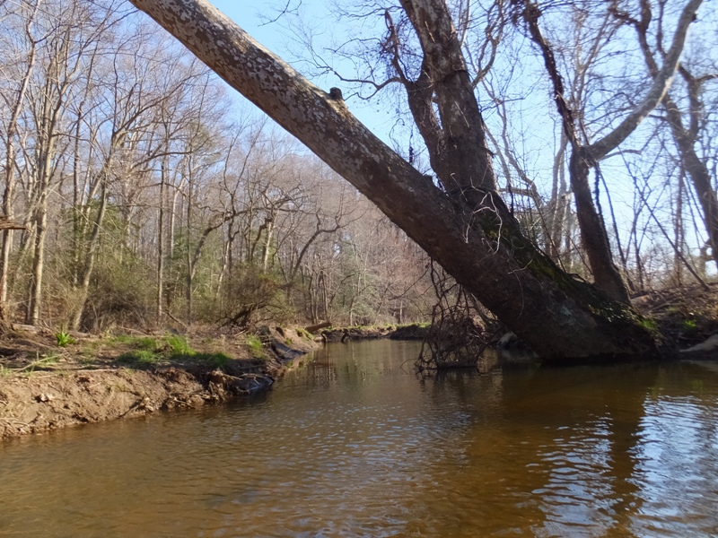 Large tree hanging over the water far upstream