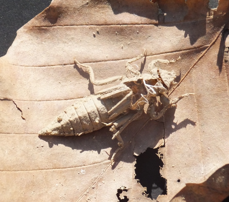 Dragonfly exuvia