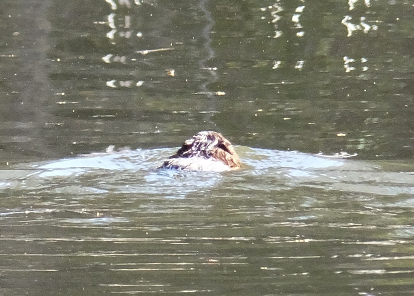 Back of head of swimming muskrat