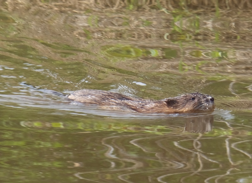 Muskrat swimming