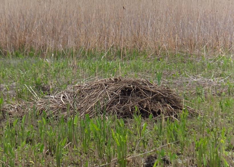 Muskrat mound