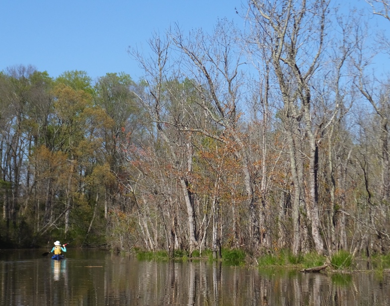 Norma kayaking past bare trees