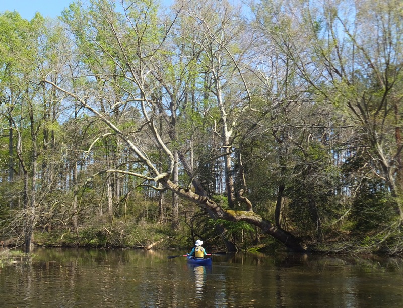 Norma kayaking past trees with some leaves