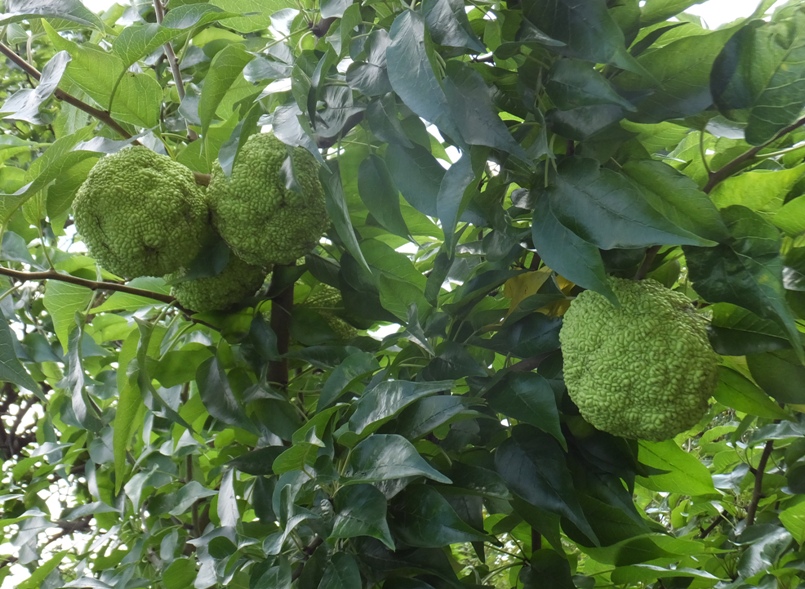 Osage oranges in tree