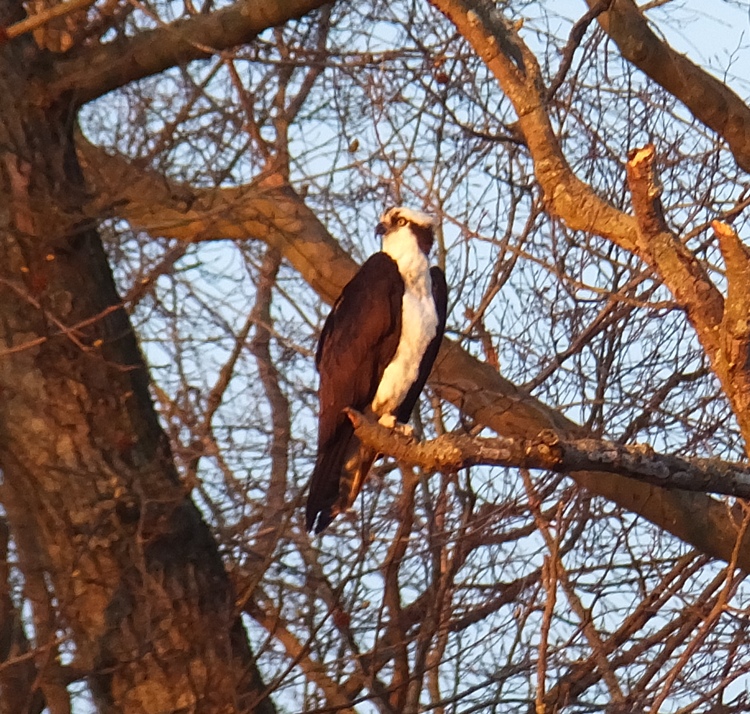 Osprey in tree