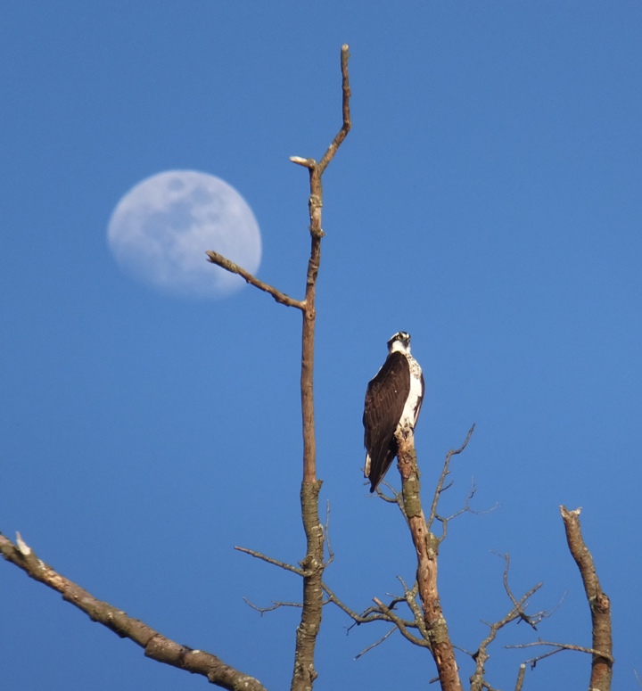 Osprey in tree with moon behind