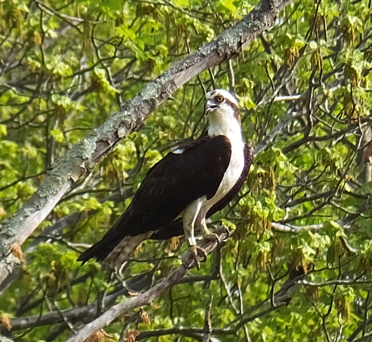 Osprey in tree wearing ankle tag