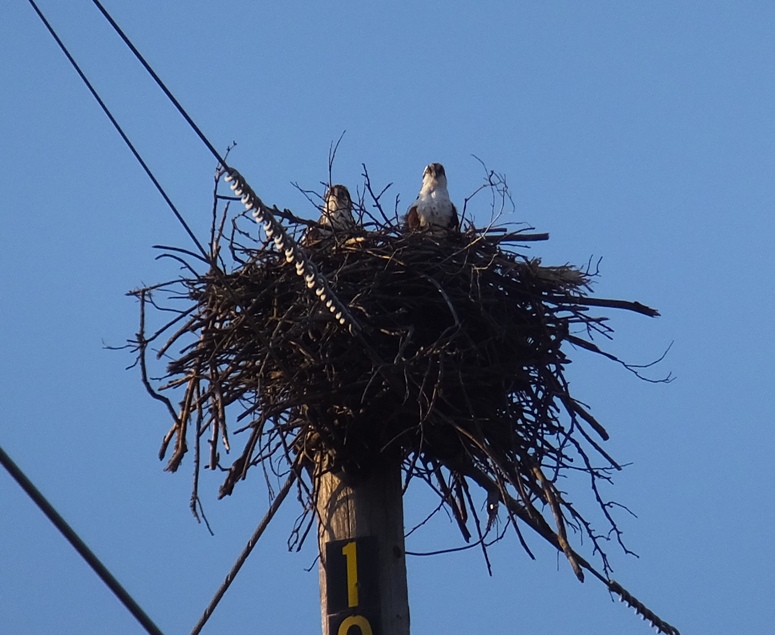 Two ospreys in nest on telephone pole