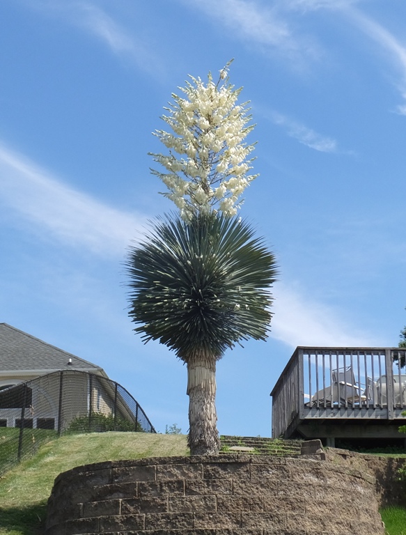 Cactus that looks like it should be in the midwest
