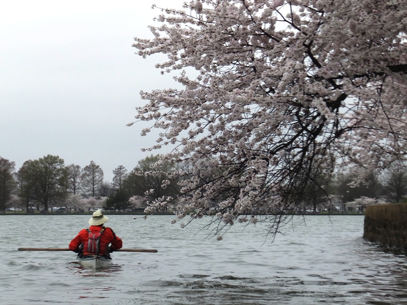 Ralph in kayak next to cherry tree at Fort McNair