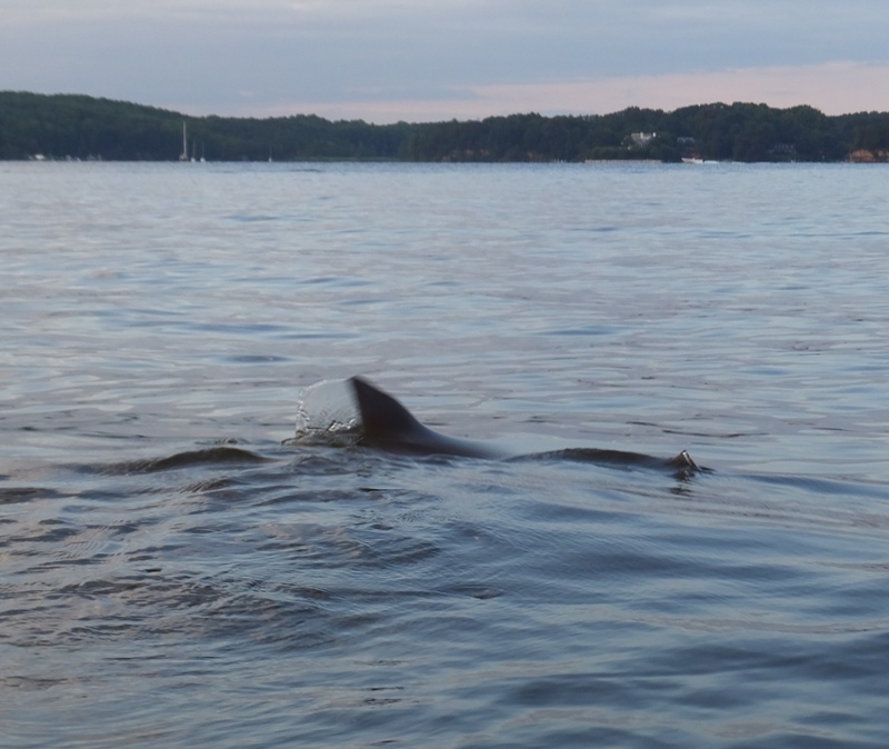 Ray breaching the surface