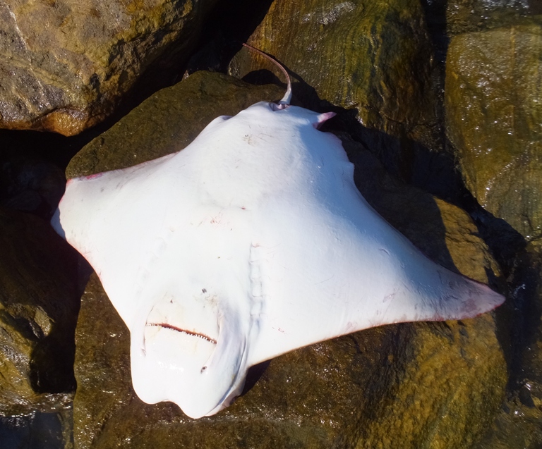 Dead ray on shore, flipped upside down