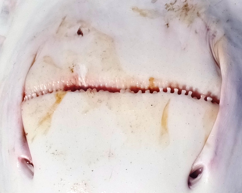 Close-up of teeth on ray