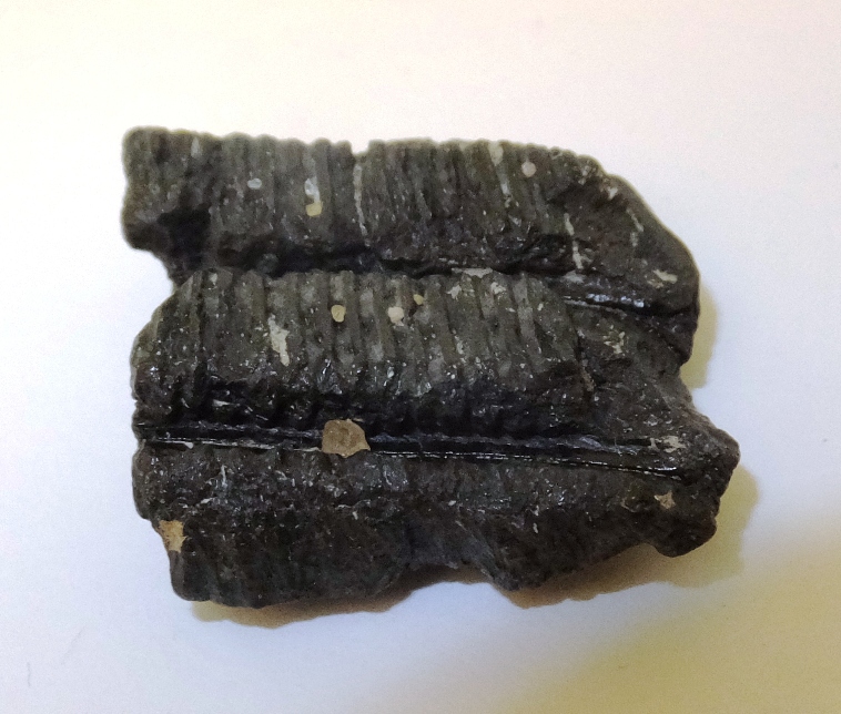 Rows of fossilized ray dental palate