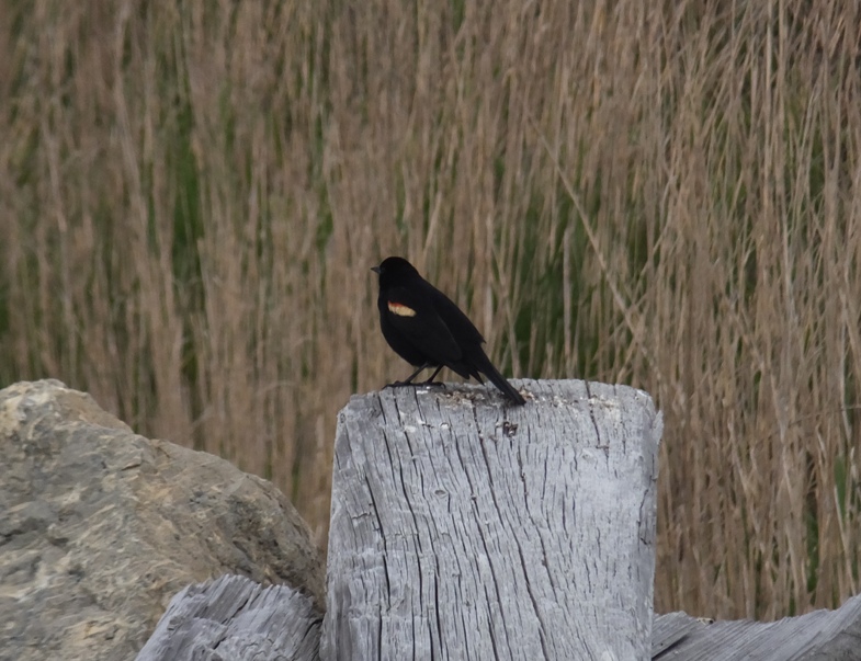 Red-winged blackbird on pile