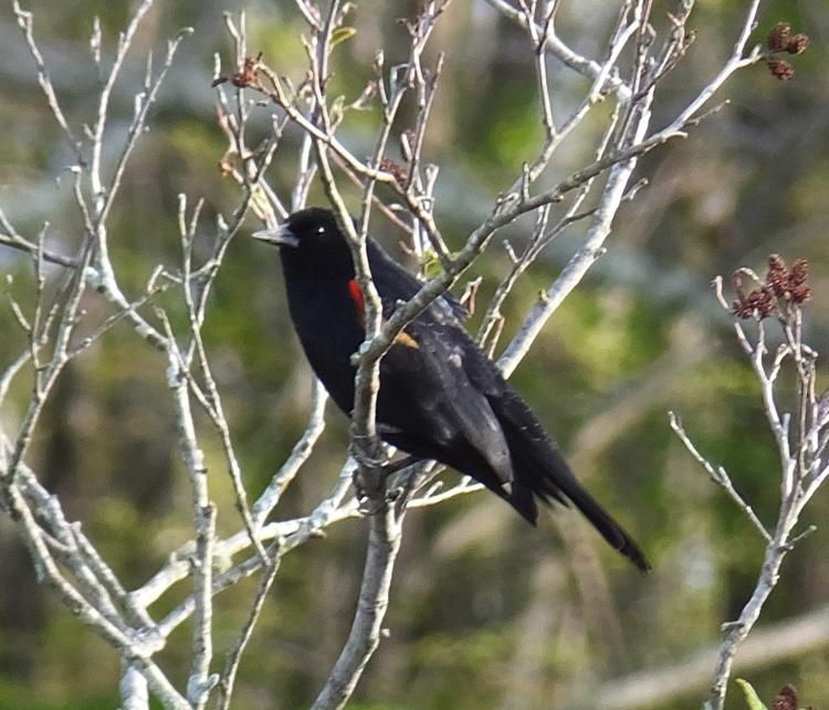 Red-winged blackbird
