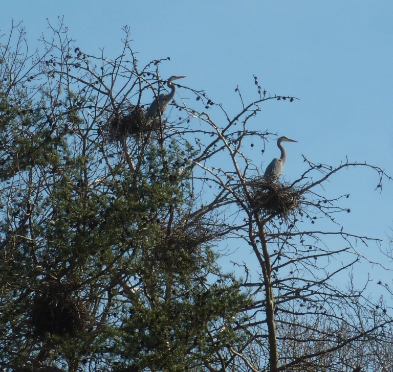 Great blue heron rookery