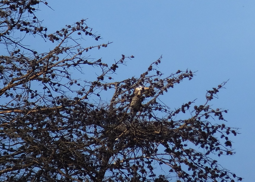 Great blue heron in nest, partially hidden by branches