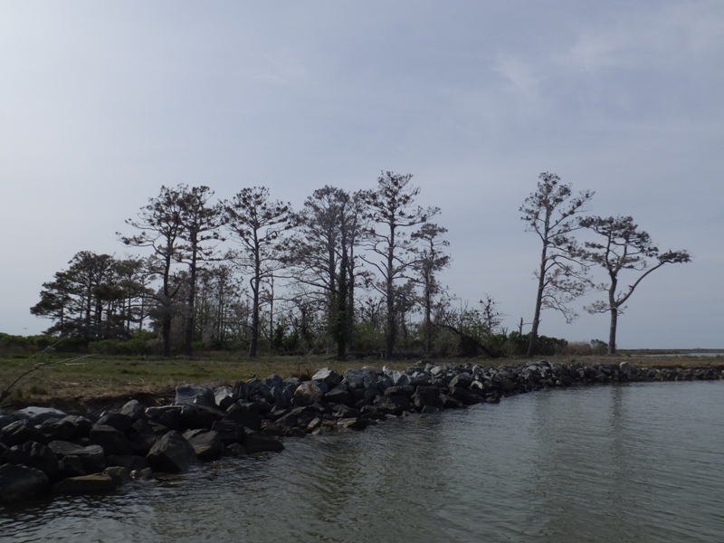 View from afar of entire rookery