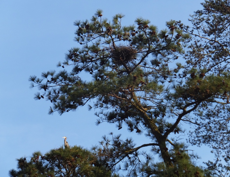 Heron standing on nest with another nest above