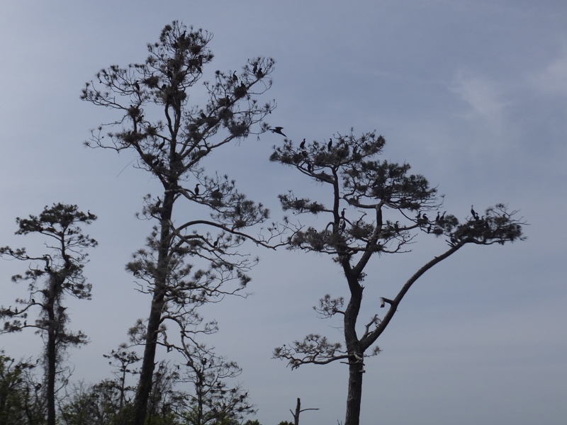 Three trees with nests and birds