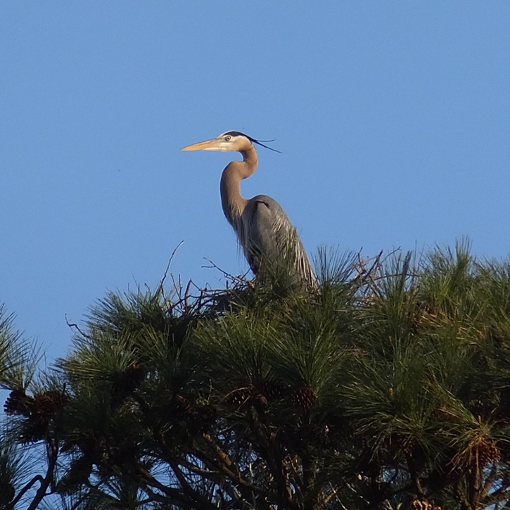 Close-up shot of the heron in the previous photo