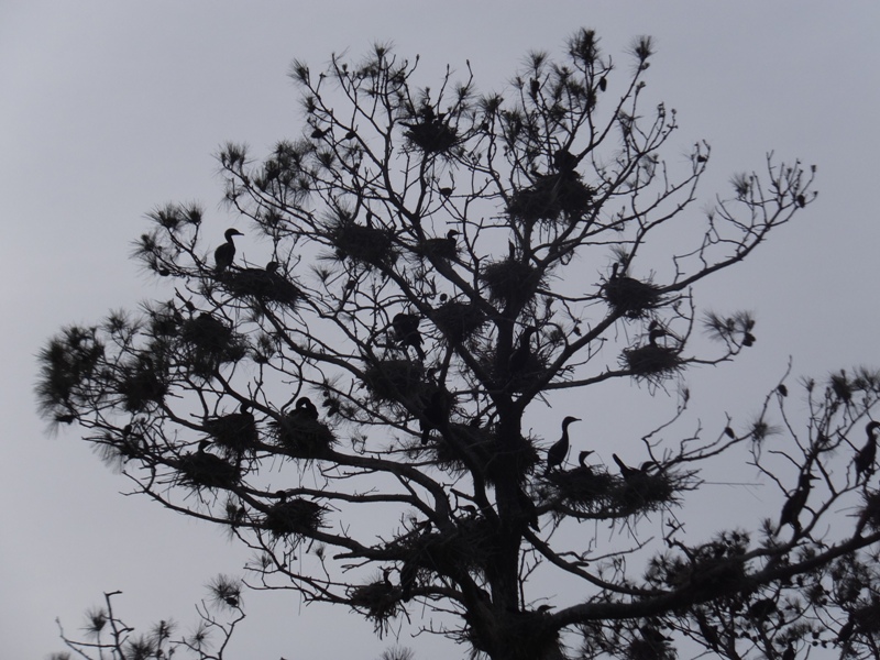 Single tree with nests and birds