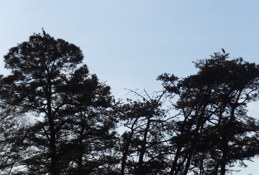 Silhouette of three herons and several nests hidden amongst the evergreens