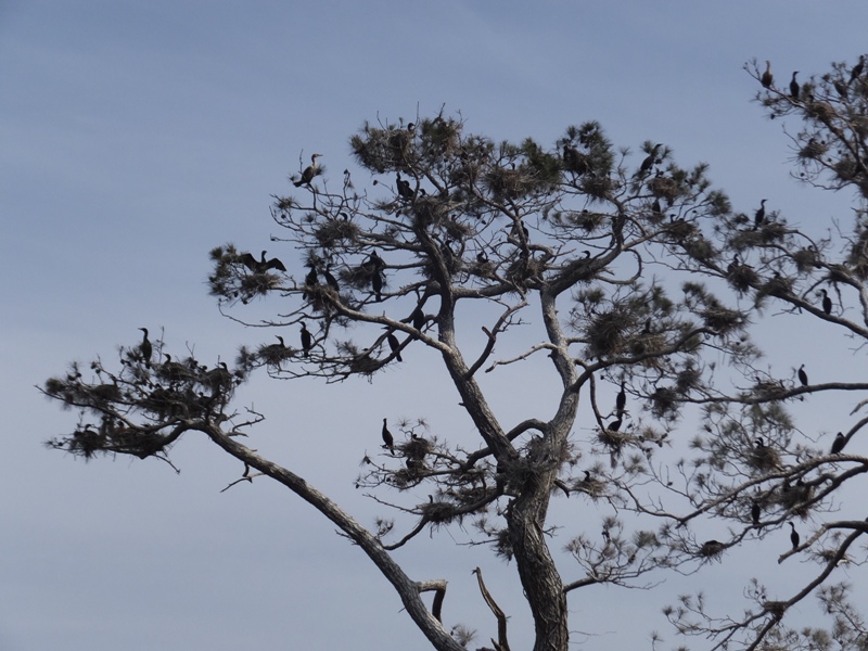 Many cormorants perched in tree with nests