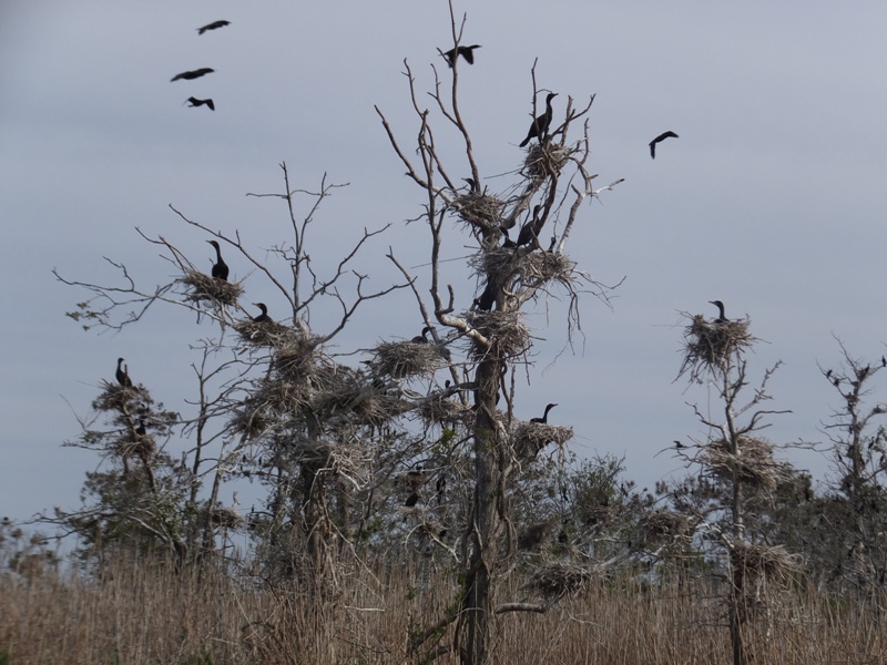 View of nests in better lighting with some birds in flight