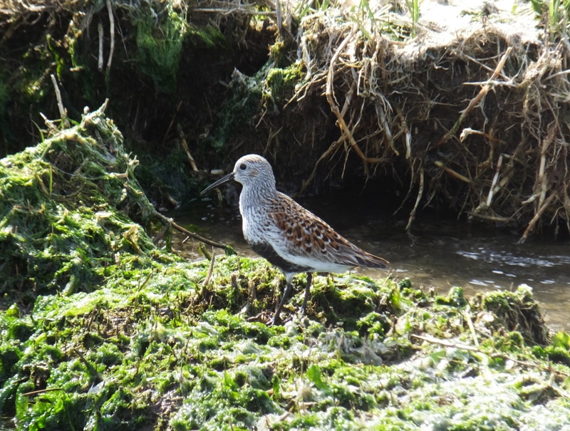 Sandpiper on the shore