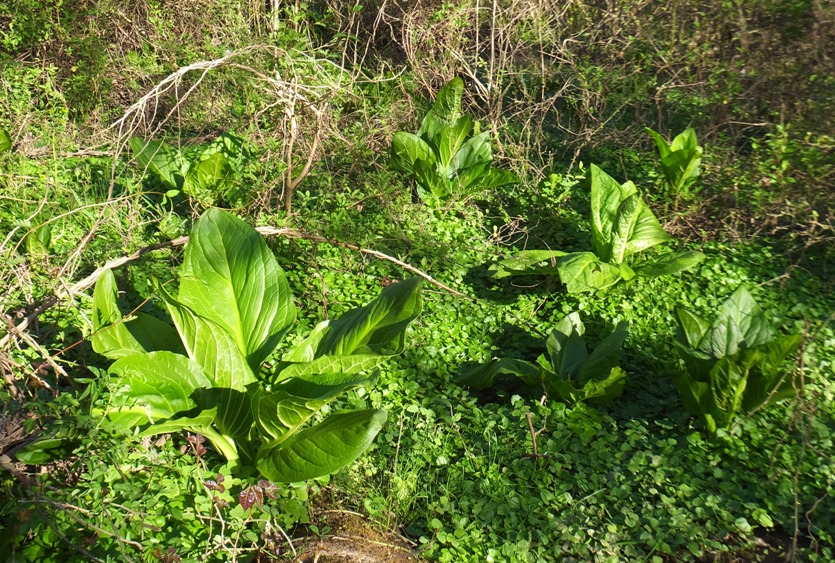 Skunk cabbage