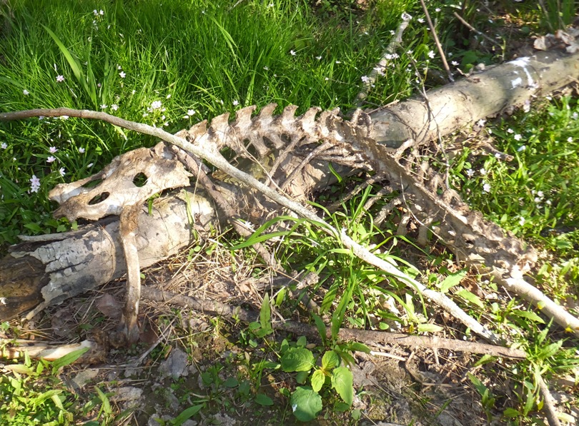 Large deer skeleton