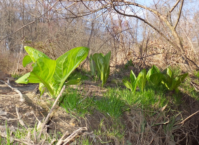 Skunk cabbage
