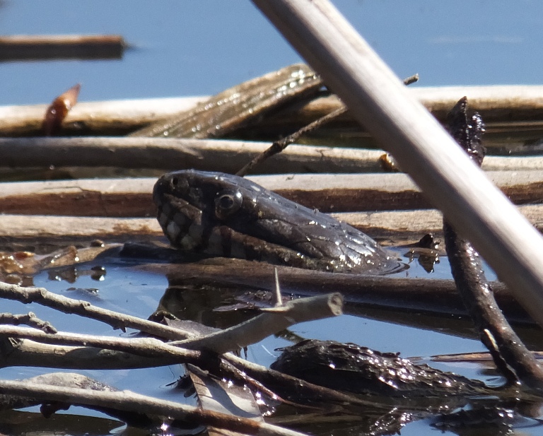 Snake sticking its head above the water
