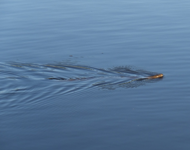 Side view of snake swimming