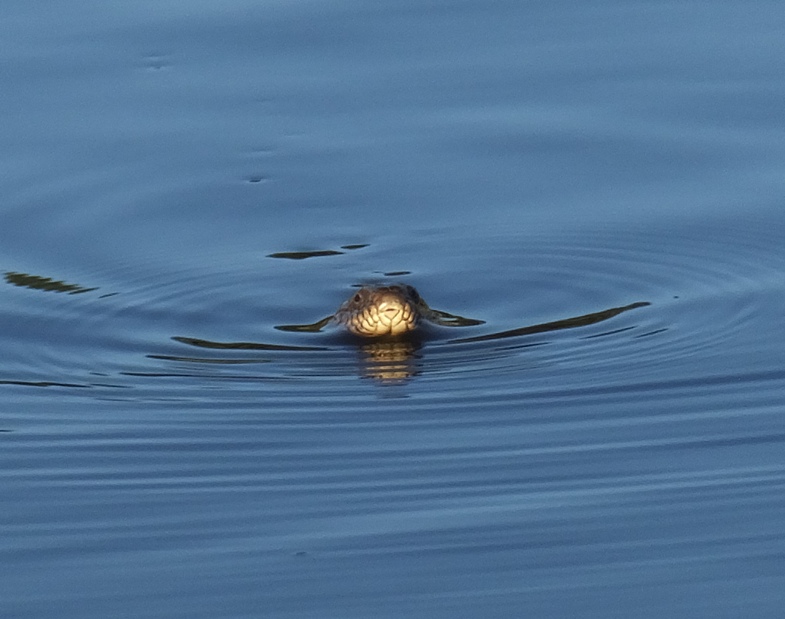 Head-on view of snake approaching me