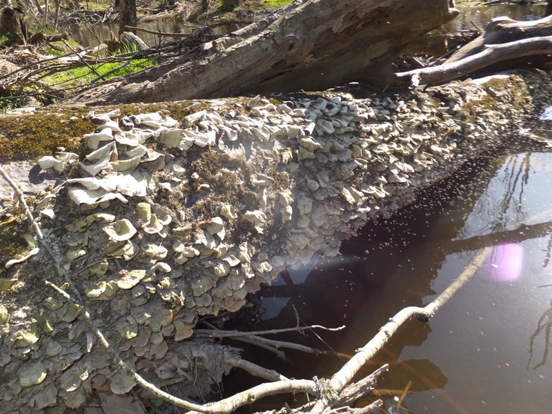 Fallen log with fungi and moss growing on it
