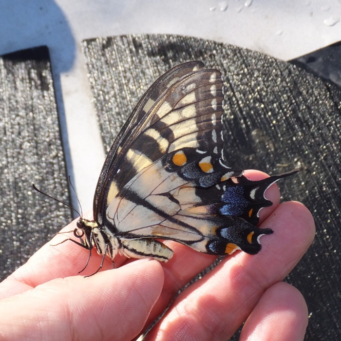 Tiger swallowtail in my hand