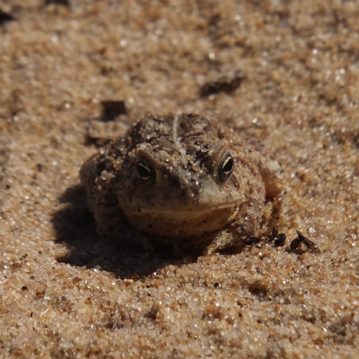 Toad blending in with sand