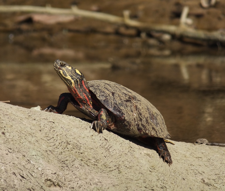 Turtle on log