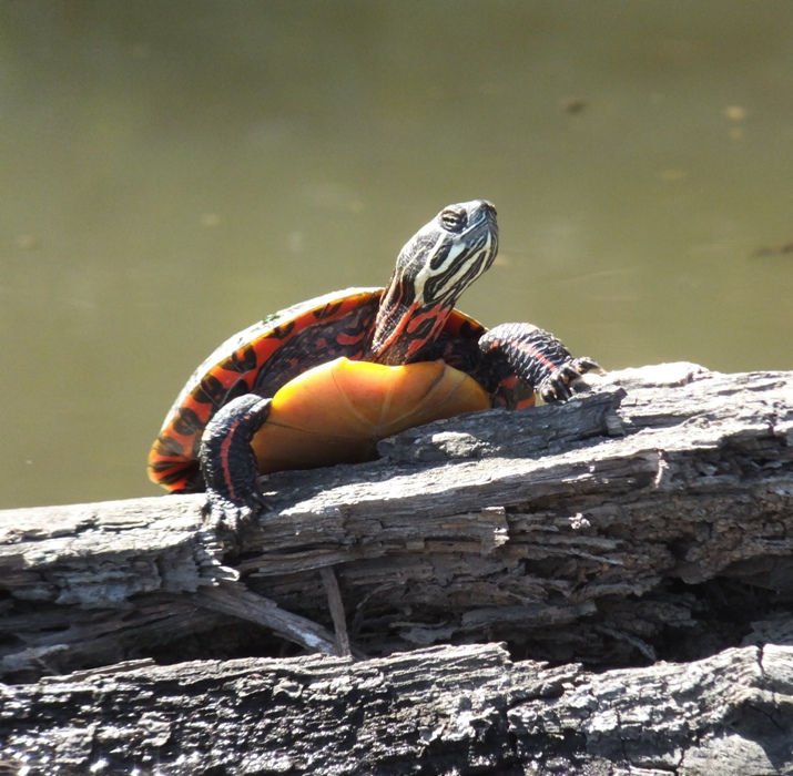 Turtle climbing up on log