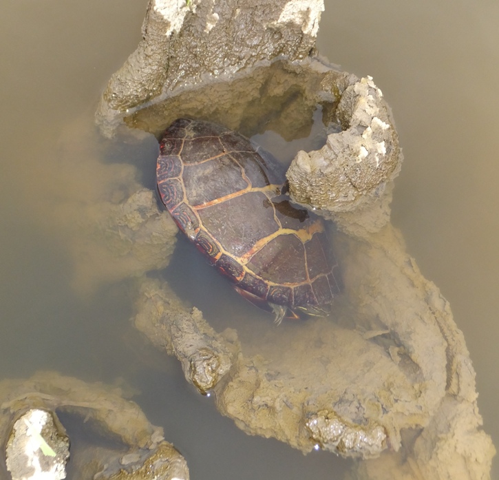 Turtle trapped in the hollow part of a tree stump